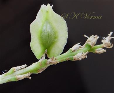  Fruit